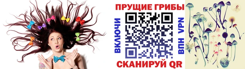 Купить  Медвежьегорск  Псилоцибиновые грибы Psilocybine cubensis 